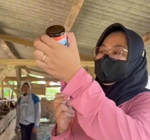 Pemkab Sumbawa Terima 12.500 Dosis Vaksin PMK, Disnakkeswan Perkuat Perlindungan Ternak