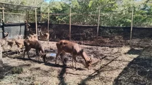 Pemda Sumbawa Siapkan Rp400 Juta Bangun Penangkaran Rusa di Bangkong, Populasi dari Wisma Daerah Segera Dipindah