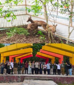Kabar Baik dari Pulau Moyo! Populasi Rusa Bertambah, Bukti Konservasi Berjalan Sukses