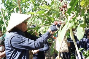 Festival Ngemar Kawa Tepal 2026, Bupati Sumbawa Dorong Kopi Batu Lanteh Jadi Penggerak Ekonomi Lokal
